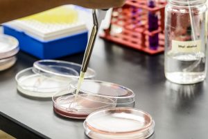 petrie plates and pipette